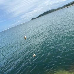 チャリコの猛攻でキスが釣れない！