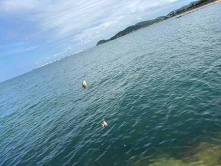 チャリコの猛攻でキスが釣れない！