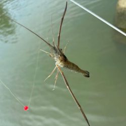 テナガエビ好調！満潮からの下げ狙いで高活性！