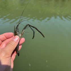 テナガエビ爆釣！虫エサよりもコスパが高く反応が良い餌！！
