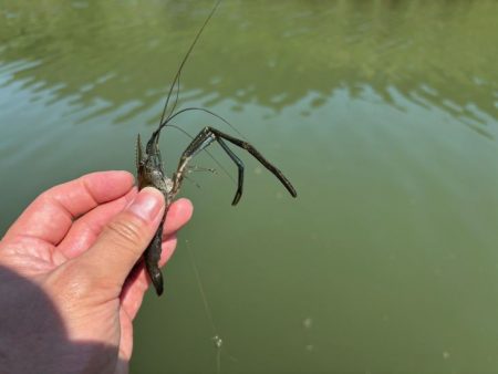 テナガエビ爆釣！虫エサよりもコスパが高く反応が良い餌！！