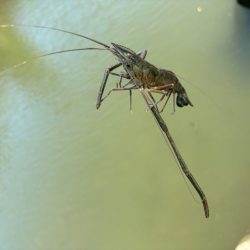 テナガエビ釣り｜潮位が高く居場所を探せず激渋！