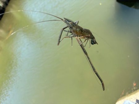 テナガエビ釣り｜潮位が高く居場所を探せず激渋！