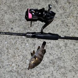 ケンサキイカ不在！？ショアラバで釣果！