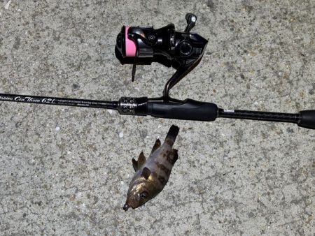 ケンサキイカ不在！？ショアラバで釣果！