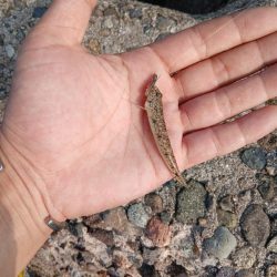 チャリコ爆湧き釣りにならず!!