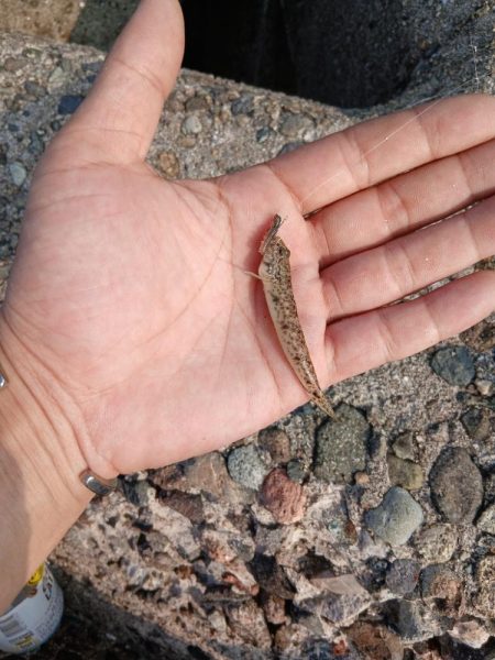 チャリコ爆湧き釣りにならず!!