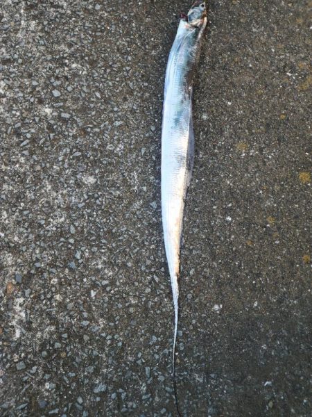 久しぶりの釣果！