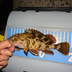 エギングの合間のアジング