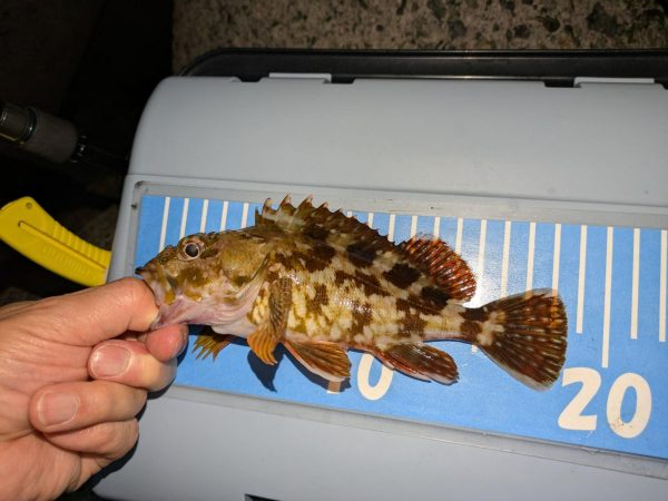 エギングの合間のアジング