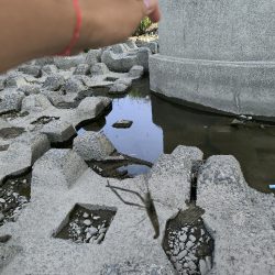 自転車でテナガエビ