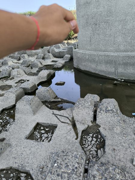 自転車でテナガエビ