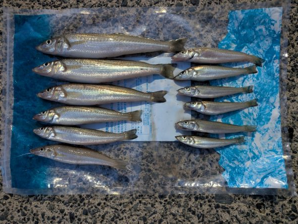 キスを求めて、日本海へ！