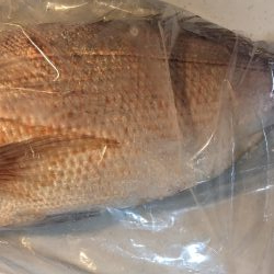 いつもの金魚とは違うオトナの鯛♪