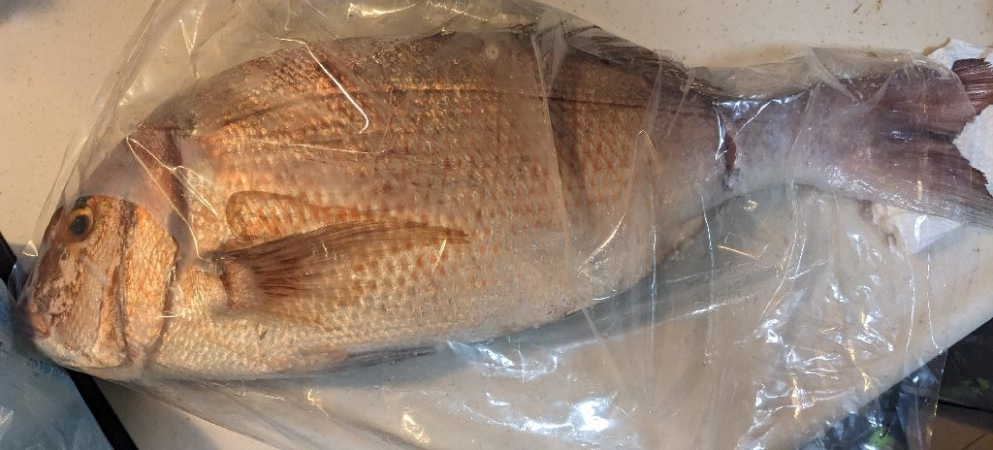 いつもの金魚とは違うオトナの鯛♪