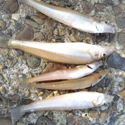 チャリコ＆ヒイラギ祭り