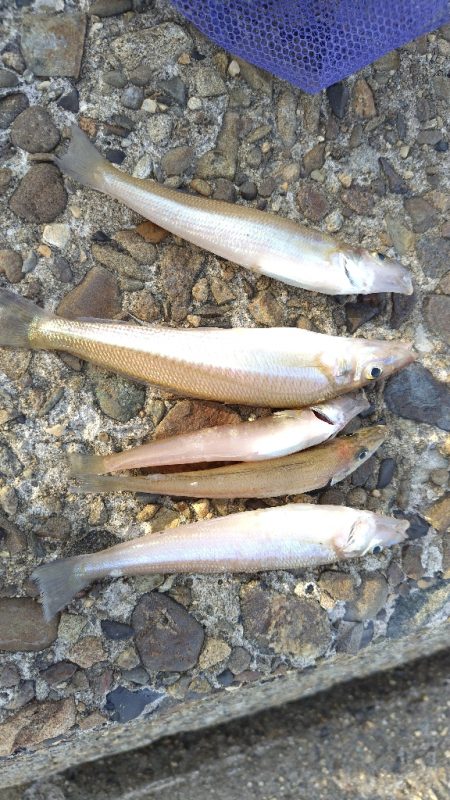 チャリコ＆ヒイラギ祭り