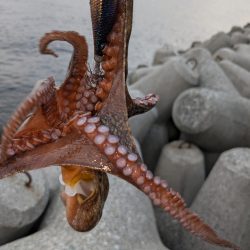 初タコ