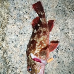 夜間ちょい投げ〜