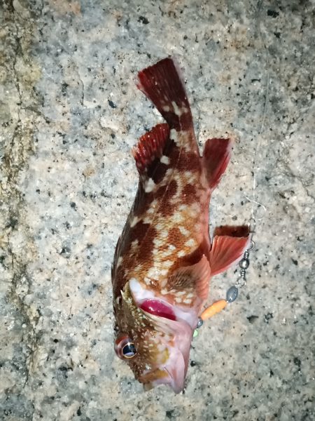 夜間ちょい投げ〜