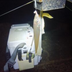 苅屋海岸のキス釣り