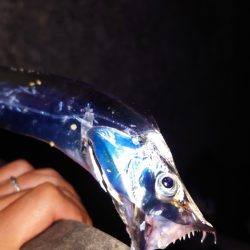 電気ウキ釣り 7