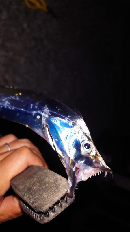 電気ウキ釣り 7