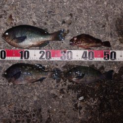 電気ウキ釣り 8