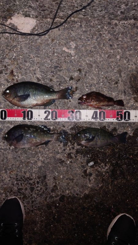 電気ウキ釣り 8