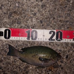 電気ウキ釣り 9