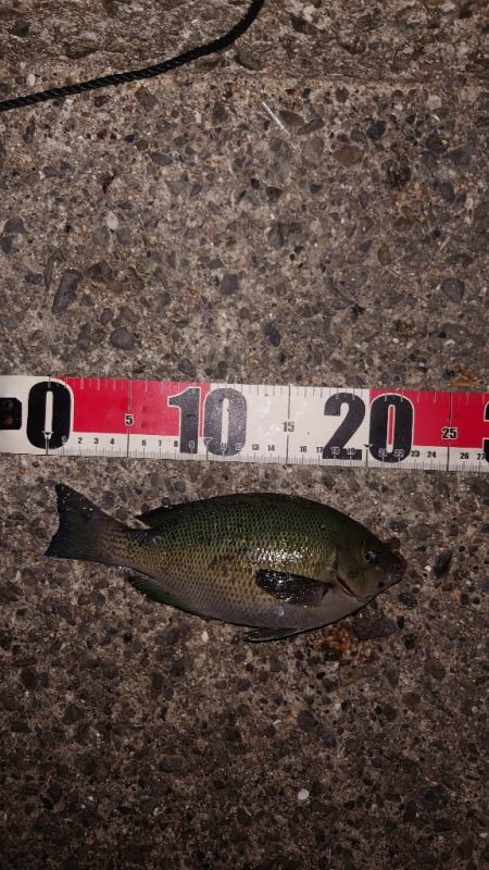 電気ウキ釣り 9