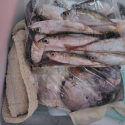 3年ぶりのタコ釣り