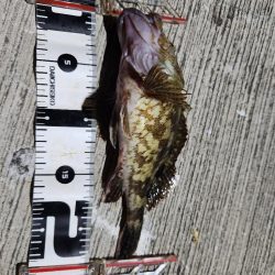 ロックフィッシュ