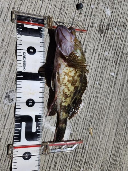 ロックフィッシュ