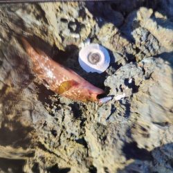 新魚種で五目釣り達成