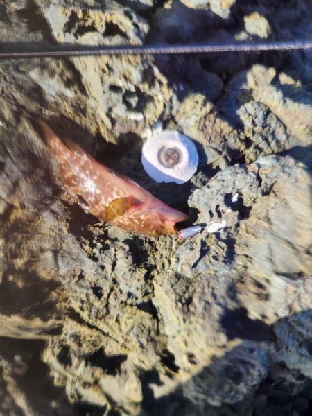 新魚種で五目釣り達成