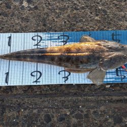 初めて暑い時期にマゴチ。