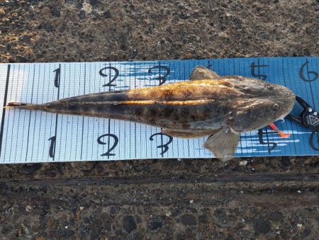 初めて暑い時期にマゴチ。