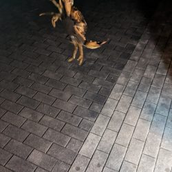 タコシーズン終了？