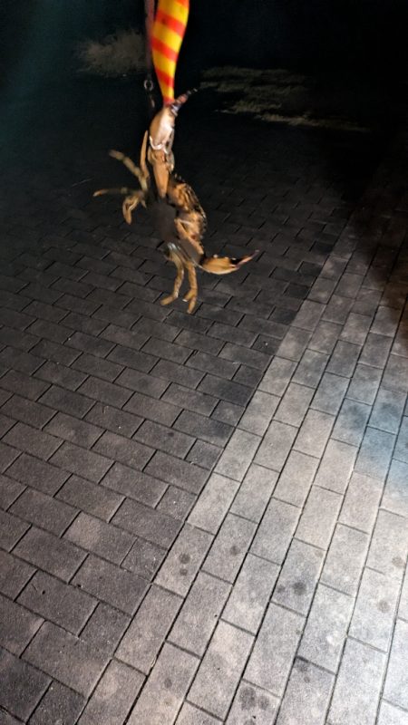 タコシーズン終了？