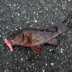 今日はピンクグロー