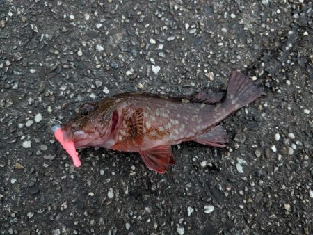 今日はピンクグロー