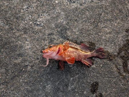 セリア恐るべし