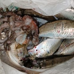 アジング18オクト2