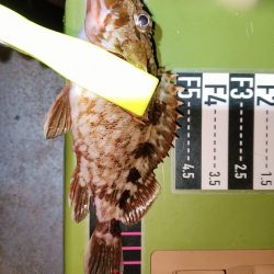 アジング22オクト3