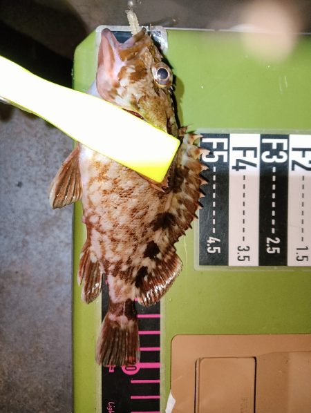 アジング22オクト3