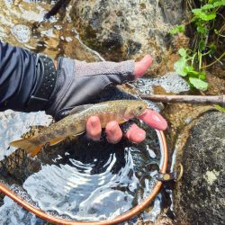 今日は出ないね( ノД`)…