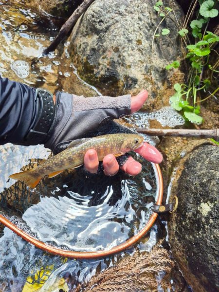今日は出ないね( ノД`)…