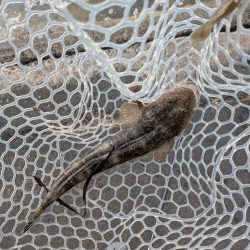 夜勤前広島チニング！