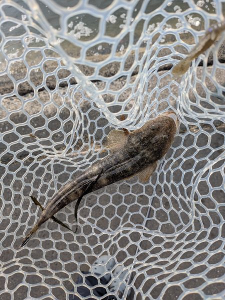 夜勤前広島チニング！